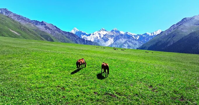 Horses grazing in the lush green alpine grasslands of Ili Valley with snow-capped Tianshan Mountains in the background, Xinjiang, China.