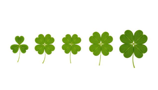 A progression of clover leaves, from three to four leaves, on a white background, symbolizing luck and growth