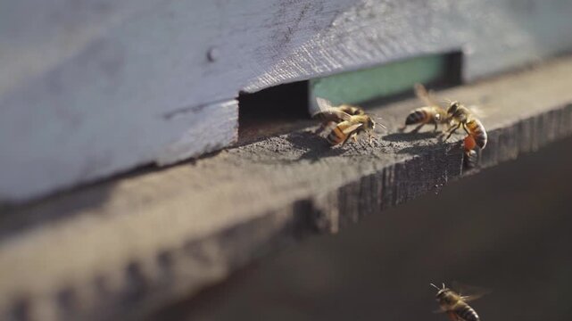 Close up honey bees entering hive box in mountain apiary farm, natural pollinators working in beekeeping process