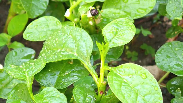 Basella alba (Malabar spinach) is a native vegetable high in mucilage and possesses numerous medicinal properties. It aids digestion, relieves constipation, acts as a cooling agent to reduce fever
