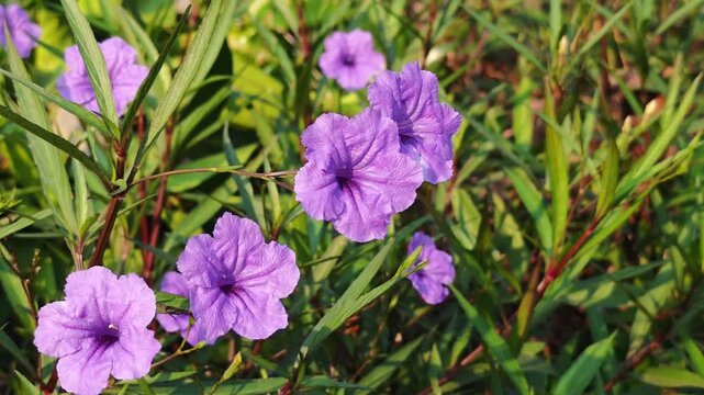 purple flowers, purple flowers on the side of the road
