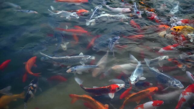 Colorful Koi Fish Swimming in Pond