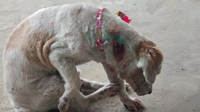 The old dog with mange 