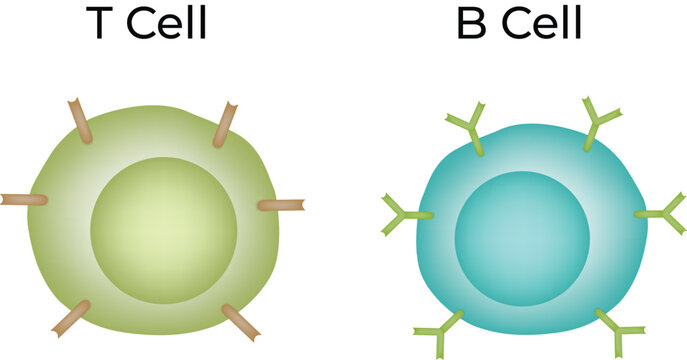T Cell vs B Cell Immune System Lymphocyte Comparison Diagram