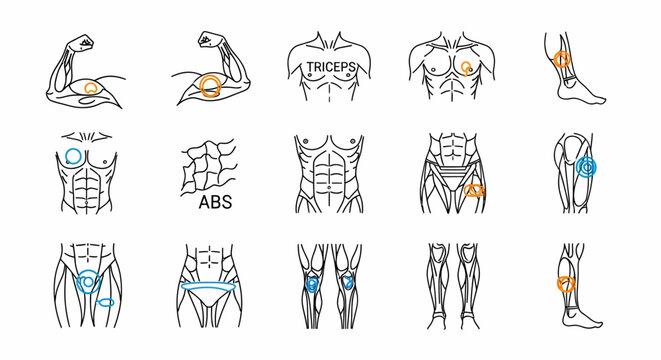 Detailed line art illustrations showcasing various human anatomy muscle groups and key body parts for educational and fitness-related visual content
