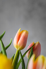 Fototapeta premium bouquet of yellow and pink tulips on a grey background