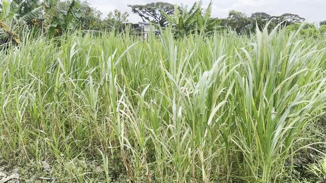 Lush green Napier grass plantation for livestock fodder in rural farm