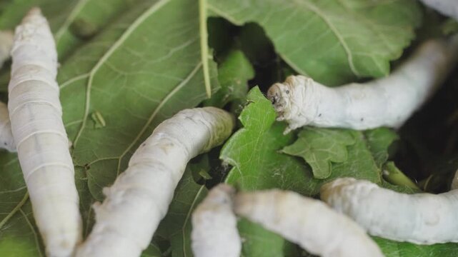Macro view silkworm larvae on mulberry leaves in traditional sericulture silk farming process
