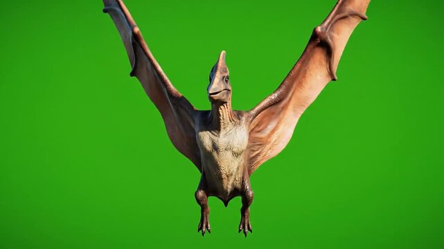 Pteranodon Dinosaur Flying on Green Screen Background