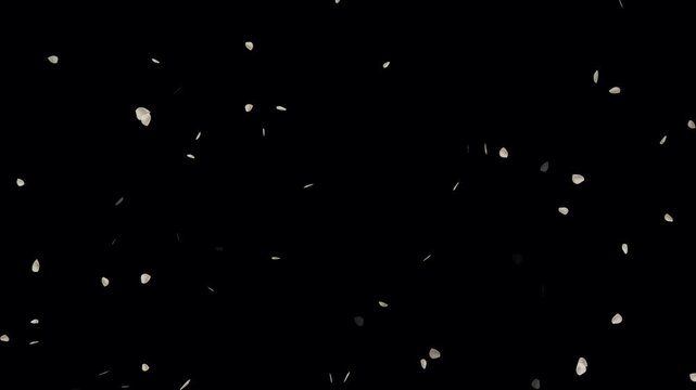 Cherry blossom particle falling animation on black background. Cherry blossoms rain seamless looping. Cherry blossom rose petals flying particle. Romantic atmosphere in springtime rose petals.