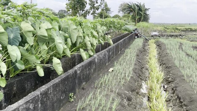 Agricultural land management with taro cultivation and irrigation canal