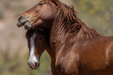 Obraz premium Strong Wild Horse Stallions Fighting for Dominance at Salt River Arizona United States