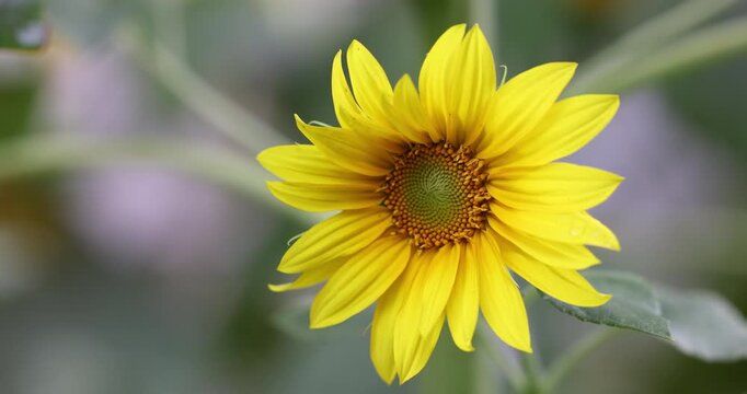 Close-up of a juvenile sunflower with vibrant yellow petals and  fibonacci patterned florets spiralling within the flower head. Captured in slow motion gently swaying in the wind.