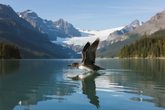 A loon takes flight over a calm lake surrounded by snow-capped mountains and dense forests.
