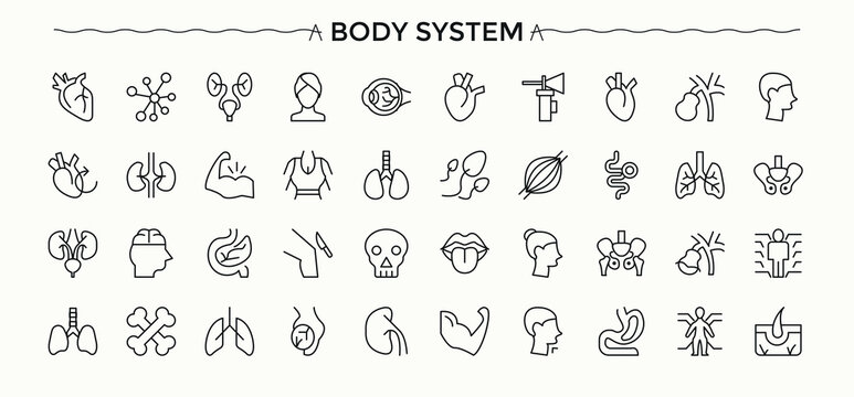 Human Body icon set. Minimal linear icons. Includes symbols for anatomy, human, body. Vector illustration in modern line style. Man icon set.