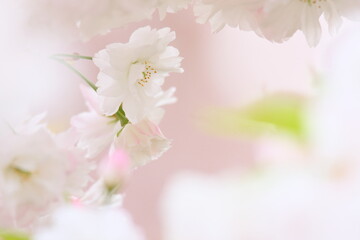 八重桜のクローズアップ