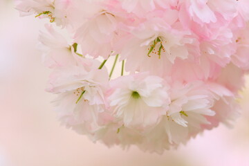 八重桜のクローズアップ