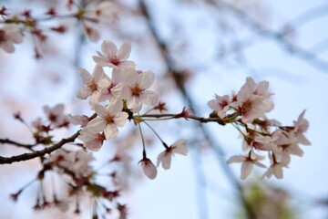 Obraz premium 桜、日本 