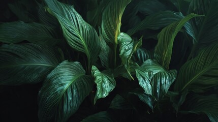 Naklejka premium Leaves of spathiphyllum cannifolium creating abstract green texture background, dark tropical foliage pattern with lush natural leaves, botanical nature backdrop with rich deep green tones, elegant or
