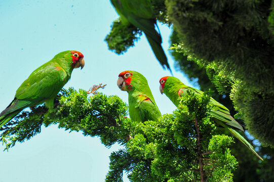 parrots of telegraph hill