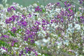 Obraz premium field of spring flower