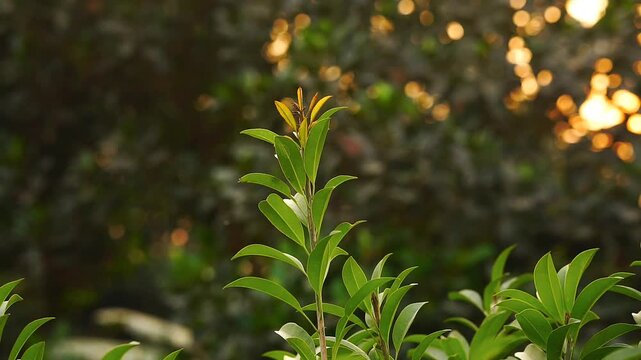 Sapodilla tree against a beautiful sunset background (Nature Video) 