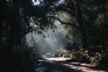 Obraz premium Sunbeams pierce a dense forest canopy, illuminating a path through lush vegetation