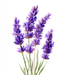 Obraz premium Delicate purple flower stems with green leaves, on white