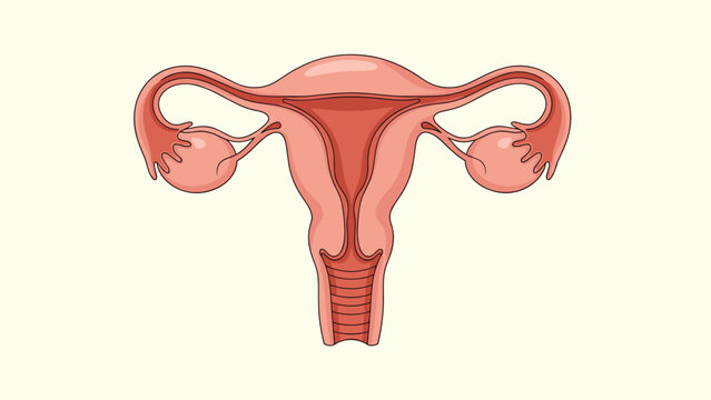 Anatomical illustration of the human female reproductive system including the uterus fallopian tubes and ovaries.