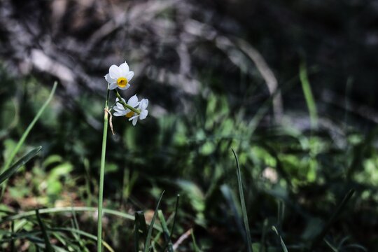 white and yellow flowers