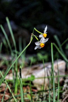Narcissus white and yellow flowers