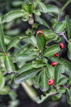 close up of a plant Pyracantha 