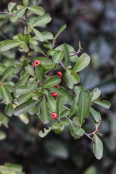 Pyracantha berries on a branch
