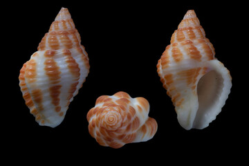 Obraz premium cantharus cecillei - Cecille's Whelk