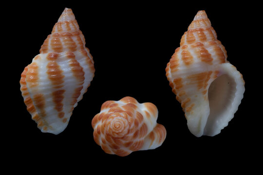 cantharus cecillei - Cecille's Whelk