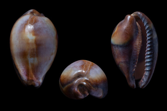 erronea onyx - onyx cowry