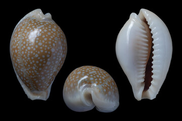 erosaria miliaris miliaris - miliaris cowry © SHELL