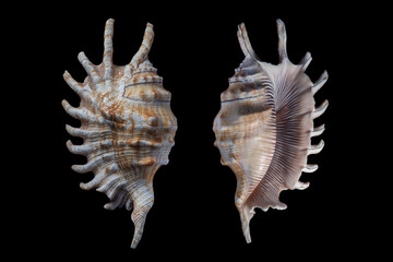 Obraz premium Lambis millepeda -- Millipede Spider Conch