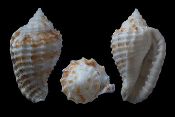 Obraz premium Morum cancellatum - Lattice Morum