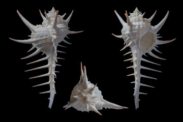 Murex troscheli -Troschel's murex © SHELL