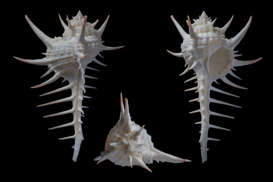 Murex troscheli -Troschel's murex