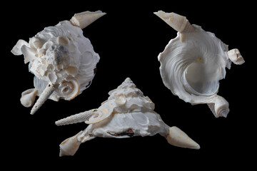 Xenophora pallidula-pallid carrier shell © SHELL