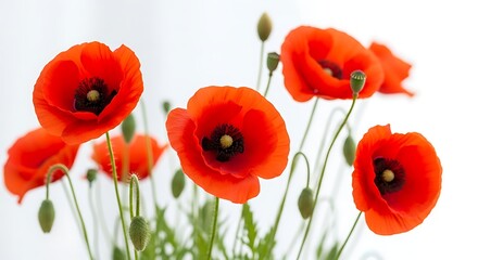 Obraz premium Vibrant red poppy flowers in full bloom with green buds, isolated on white background