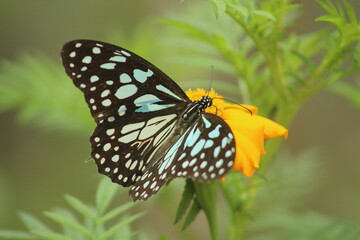 New guest for the new bloom 