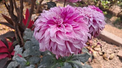 Fototapeta premium Pink Dahlia Flower Blooming on Green Nature Background