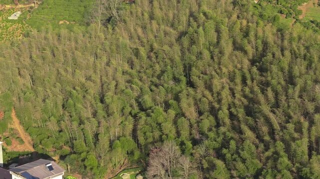 Overlooking the dense bamboo forest in the countryside