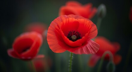 Obraz premium Vibrant red poppy flower in full bloom with a blurred background, showcasing nature's beauty and tranquility