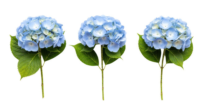 Three blue hydrangea flowers with green leaves isolated on transparent background