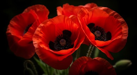 Obraz premium Vibrant red poppies with dark centers in full bloom, set against a stark black background, exuding elegance
