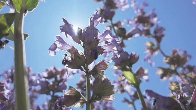 Bottom-up view of blue common sage flowers, Salvia officinalis sway in the wind in blue sky background, backlit by sun